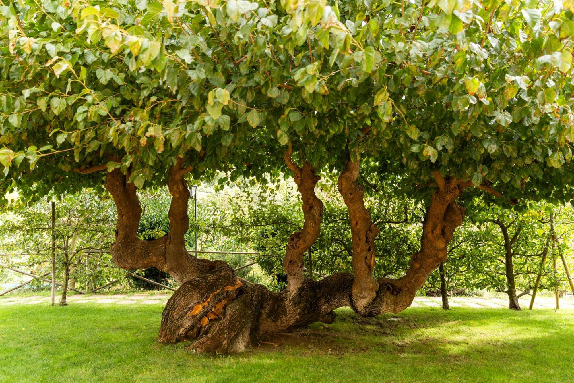 Agriturismo I Gelsi Di Santa Cristina กุบบีโอ ภายนอก รูปภาพ